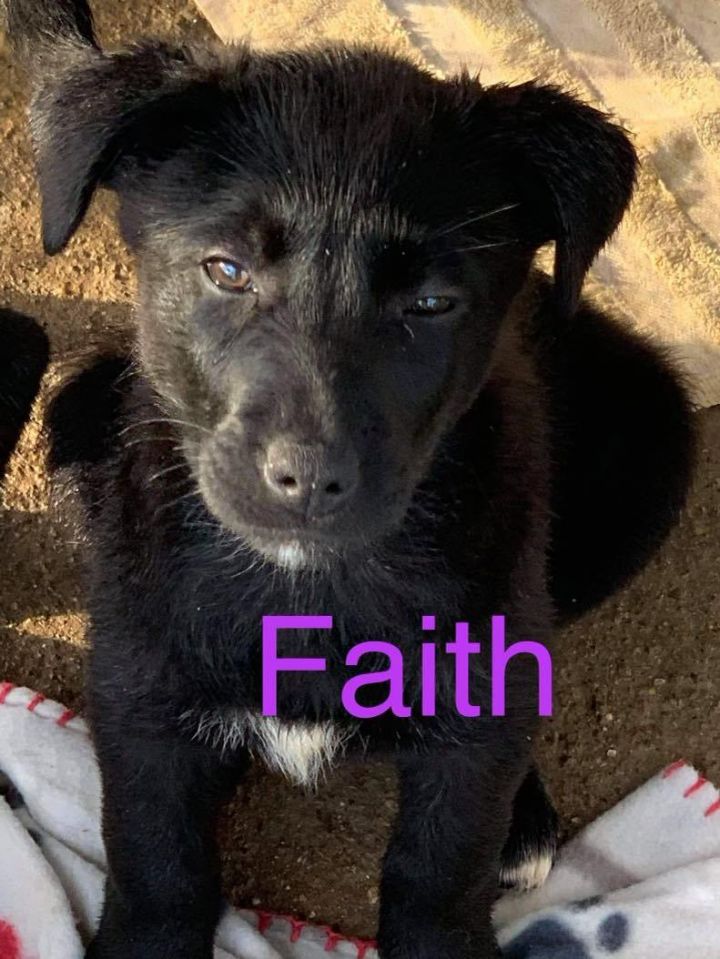 Faith (Valley Pups), an adopted Labrador Retriever & Shepherd Mix in Brewster , NY_image-1