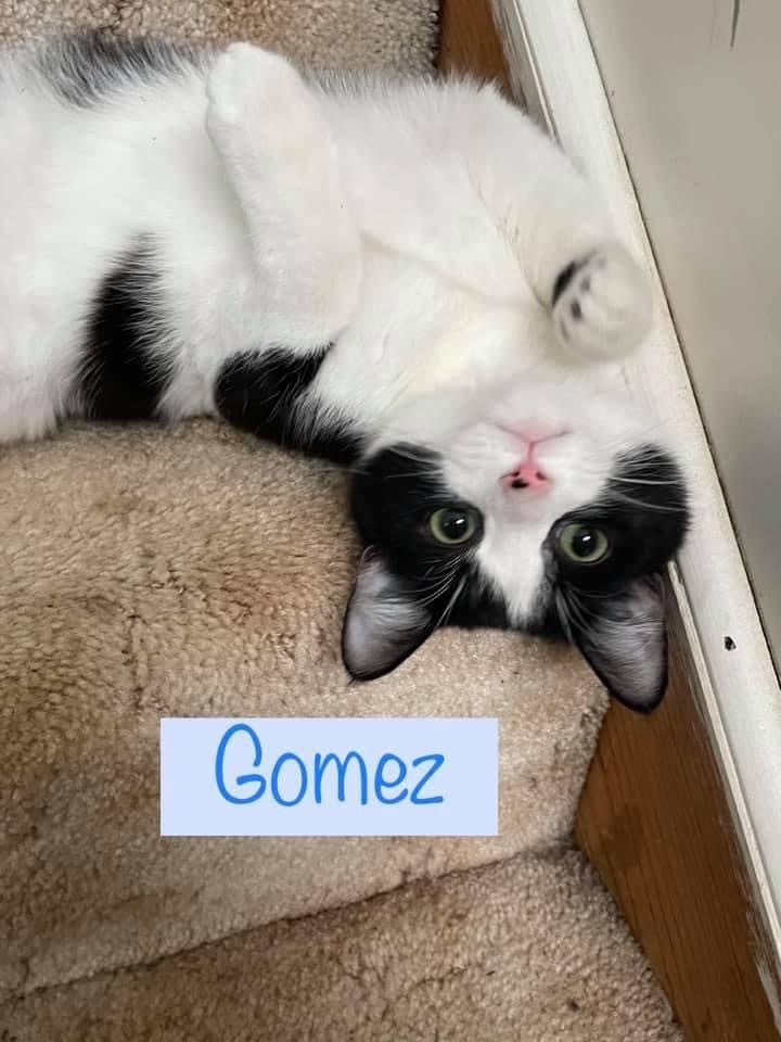 Gomez 1