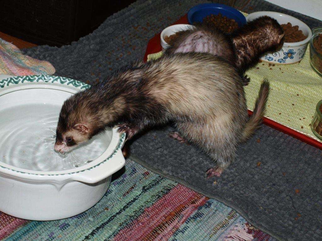 Ferret for adoption - Pebbles, a Ferret in Acworth, GA | Petfinder