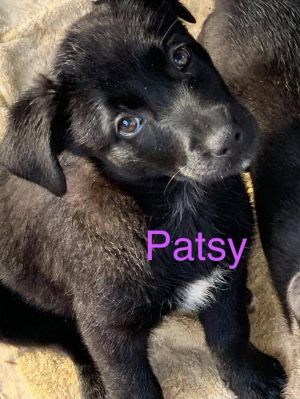 Patsy (Valley Pups)