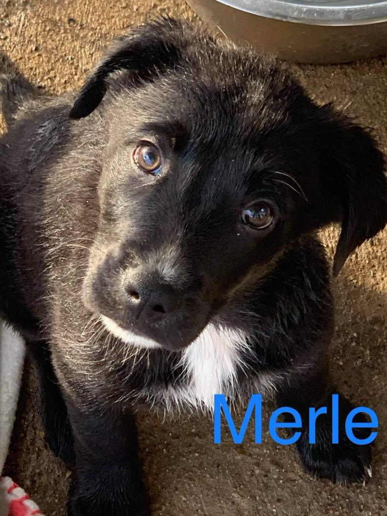 Merle Valley Pups detail page