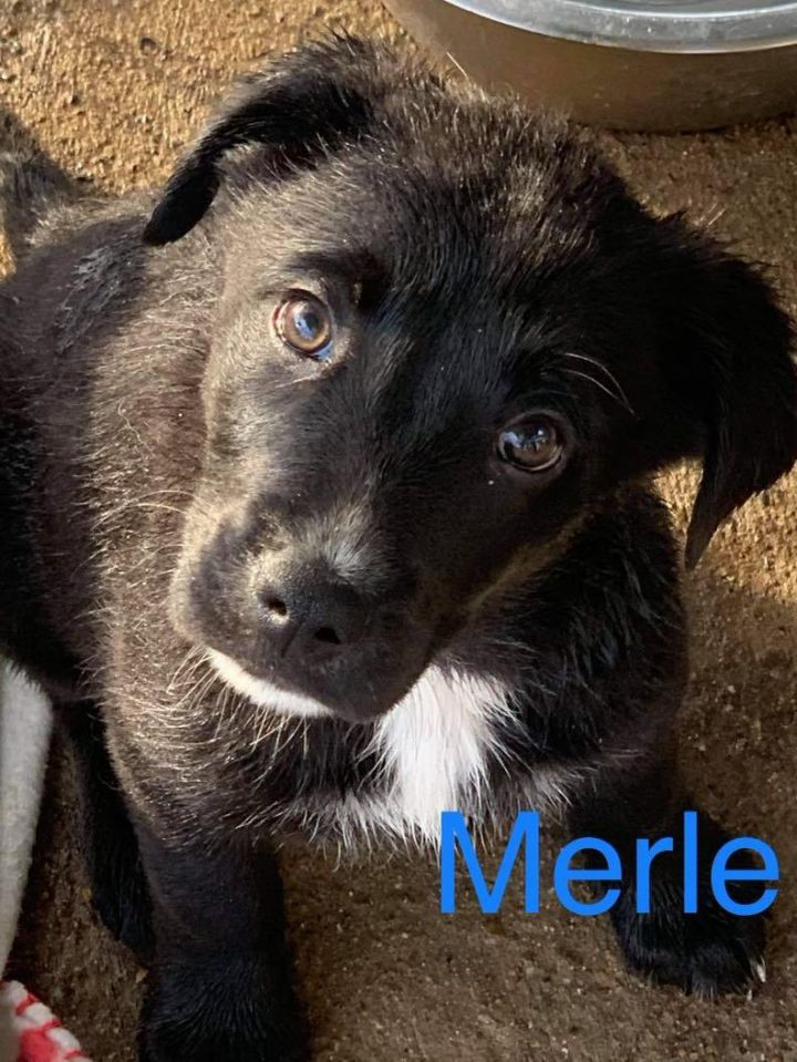 Merle (Valley Pups), an adopted Labrador Retriever & Shepherd Mix in Brewster , NY_image-1