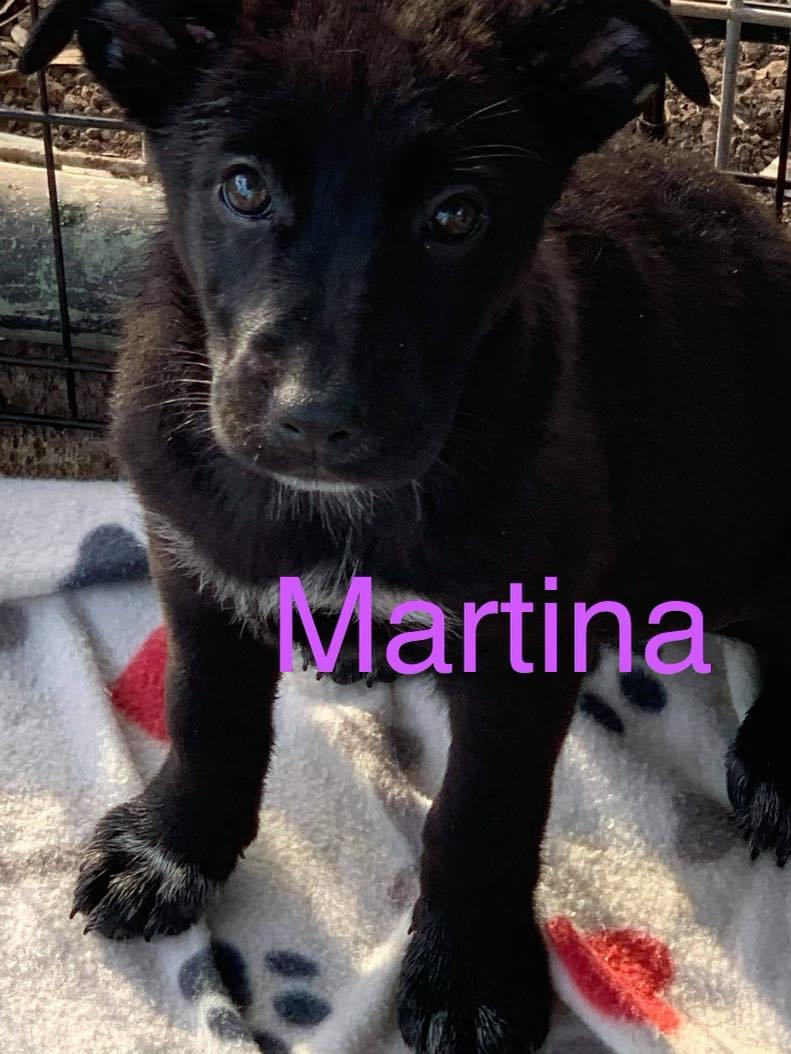 Martina Valley Pups detail page
