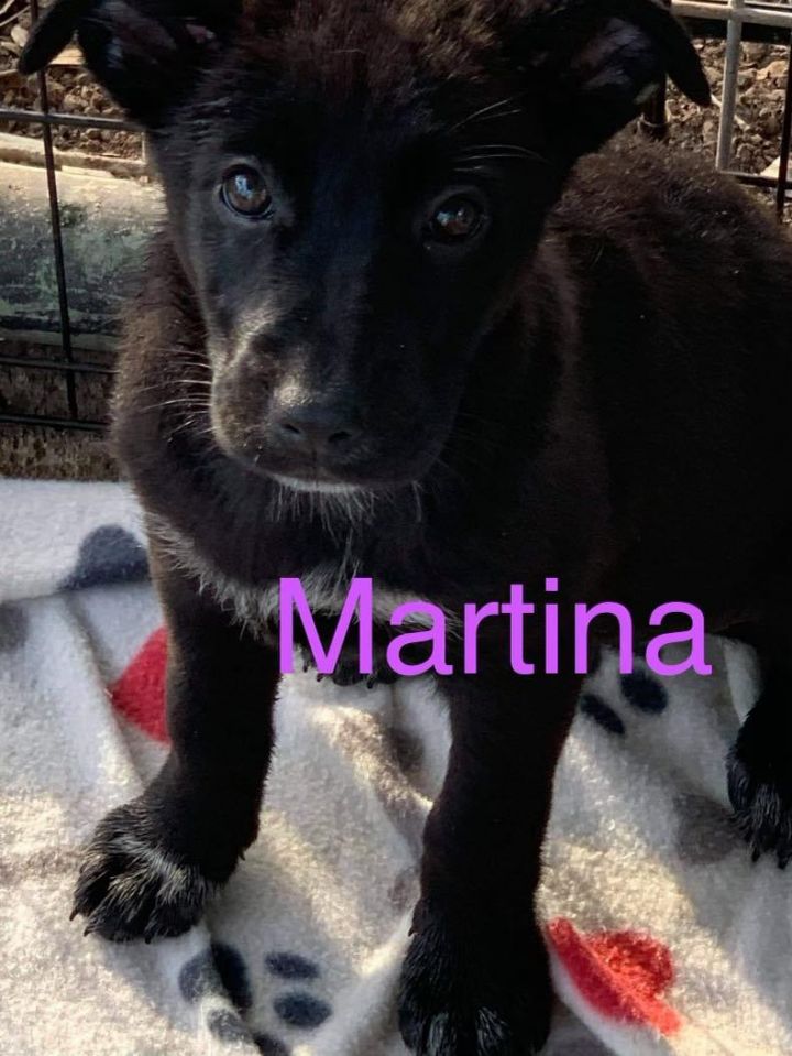 Martina (Valley Pups) 1