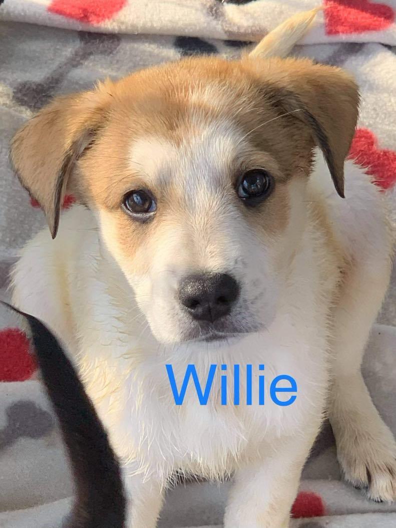 Willie Valley Pups detail page