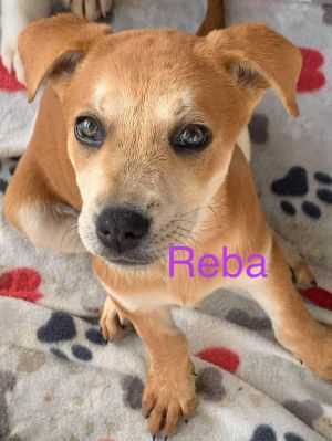 Reba (Valley Pups)