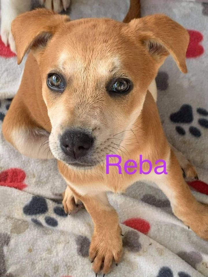 Reba (Valley Pups), an adopted Australian Cattle Dog / Blue Heeler & Shepherd Mix in Brewster , NY_image-1