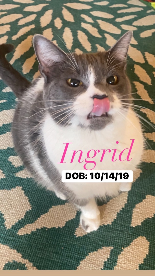 Ingrid, an adoptable Domestic Short Hair in Memphis, TN, 38104 | Photo Image 2