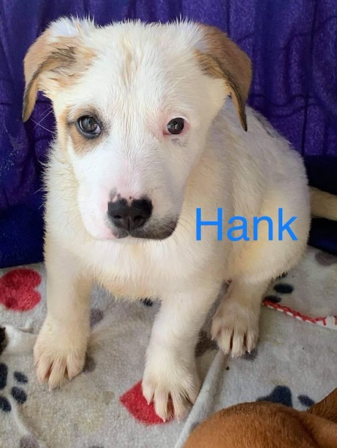 Hank (Valley Pups)