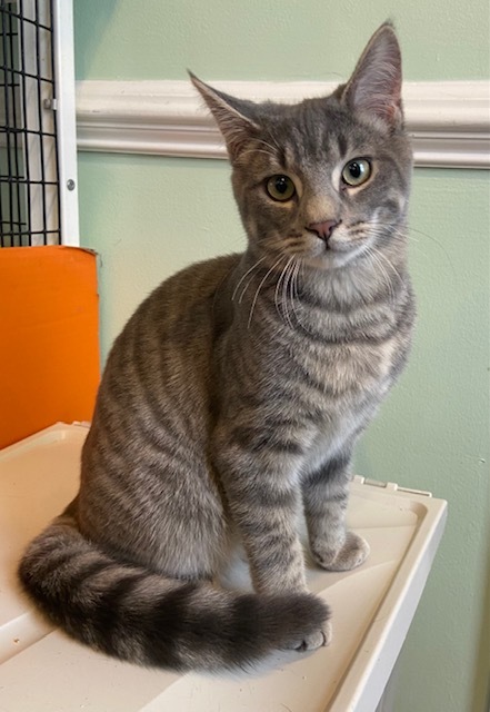 Lennon, an adopted Domestic Short Hair & Tabby Mix in Breinigsville, PA_image-1