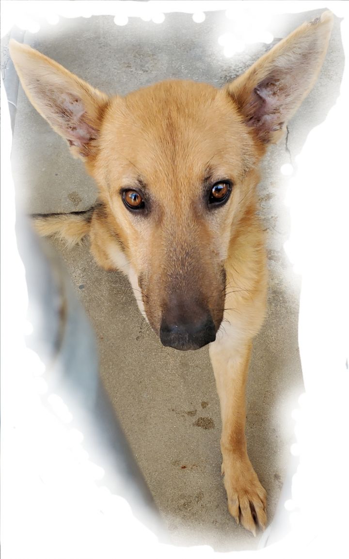 Miles Davis, an adopted Labrador Retriever & German Shepherd Dog Mix in Manhattan Beach, CA_image-5