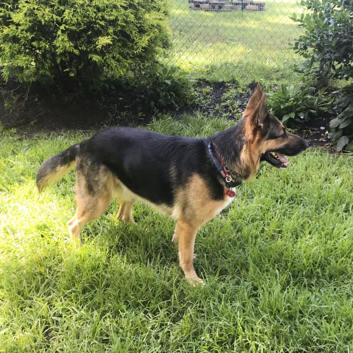 Ringo, an adopted German Shepherd Dog in Millburn, NJ_image-3