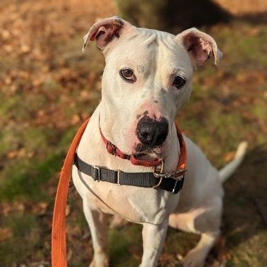 Kaylee, an adoptable Boxer, Pit Bull Terrier in Verplanck, NY, 10596 | Photo Image 6