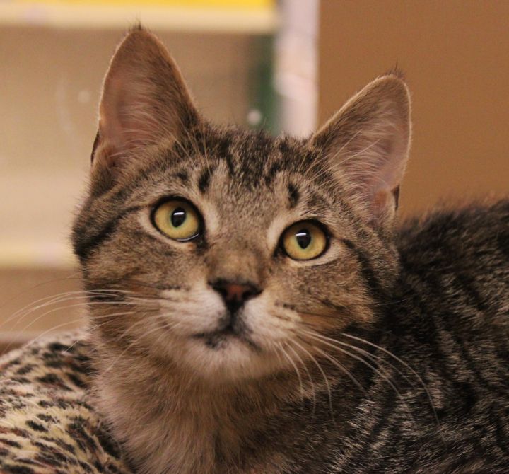 Laredo, an adopted Tabby & Domestic Short Hair Mix in Red Bank, NJ_image-1
