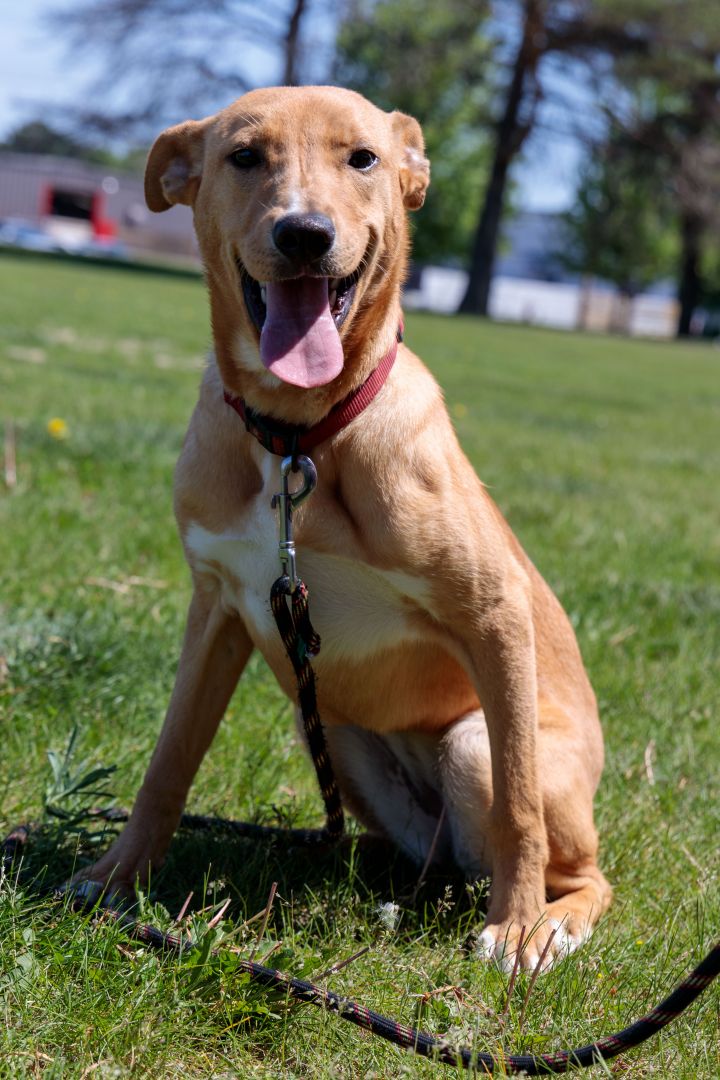 Dog For Adoption Carder A Whippet Labrador Retriever Mix In Hartland Wi Petfinder