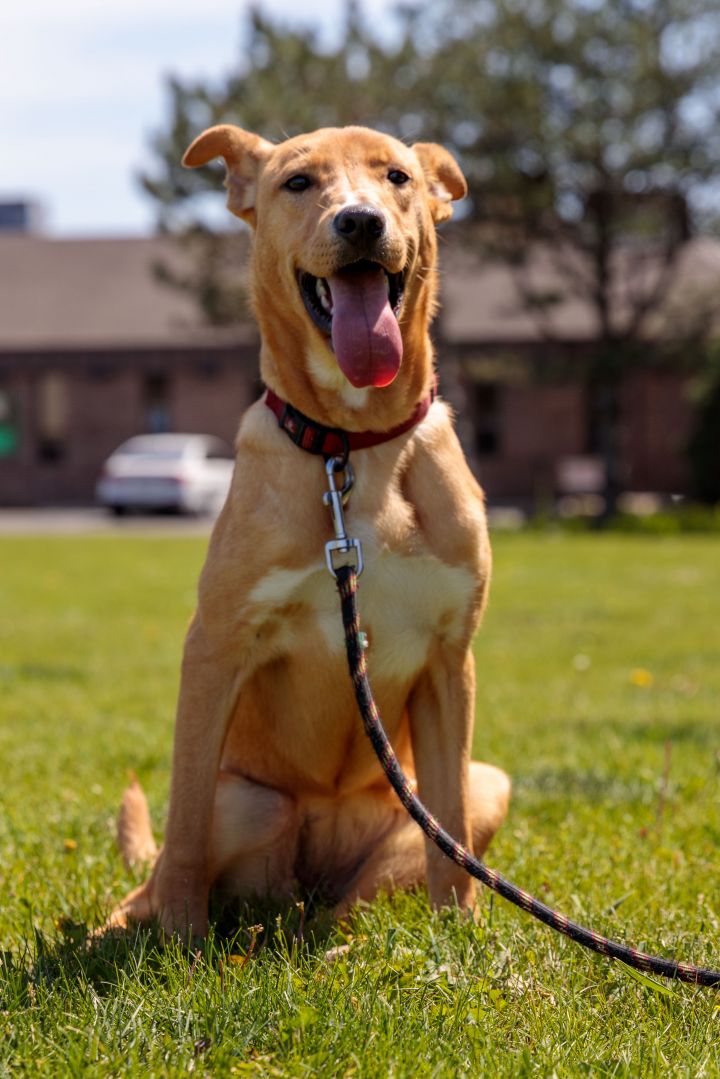 Dog For Adoption Carder A Whippet Labrador Retriever Mix In Hartland Wi Petfinder