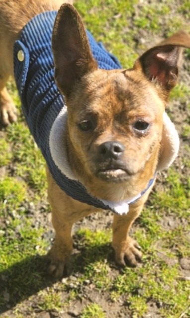 ARLO aka Chug, an adopted Pug & Chihuahua Mix in West Warwick, RI_image-5