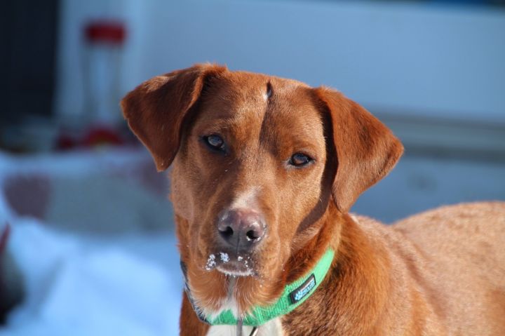 Penny, an adopted Hound Mix in Prior Lake, MN_image-1