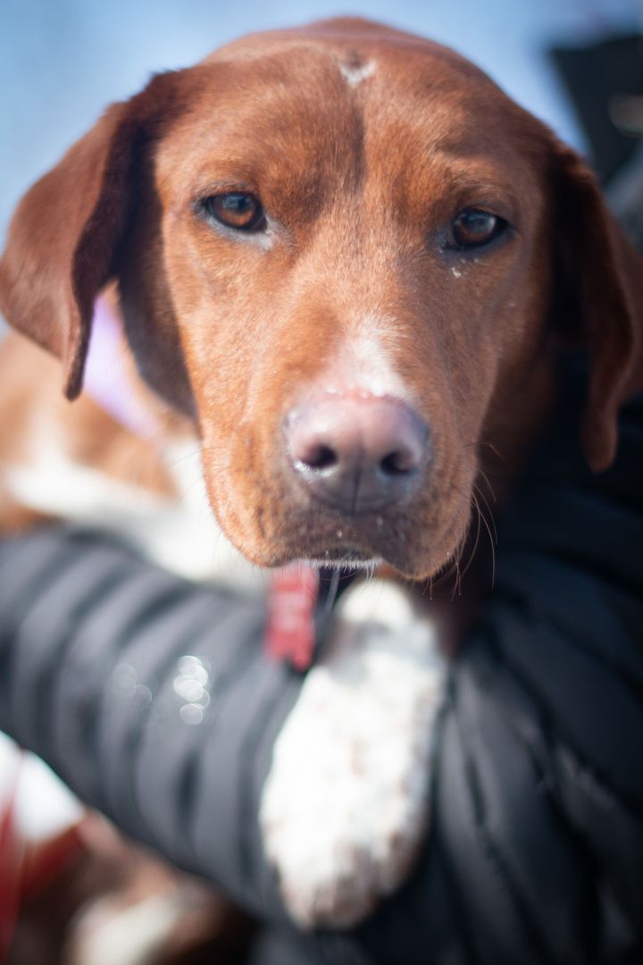 Penny, an adopted Hound Mix in Prior Lake, MN_image-6