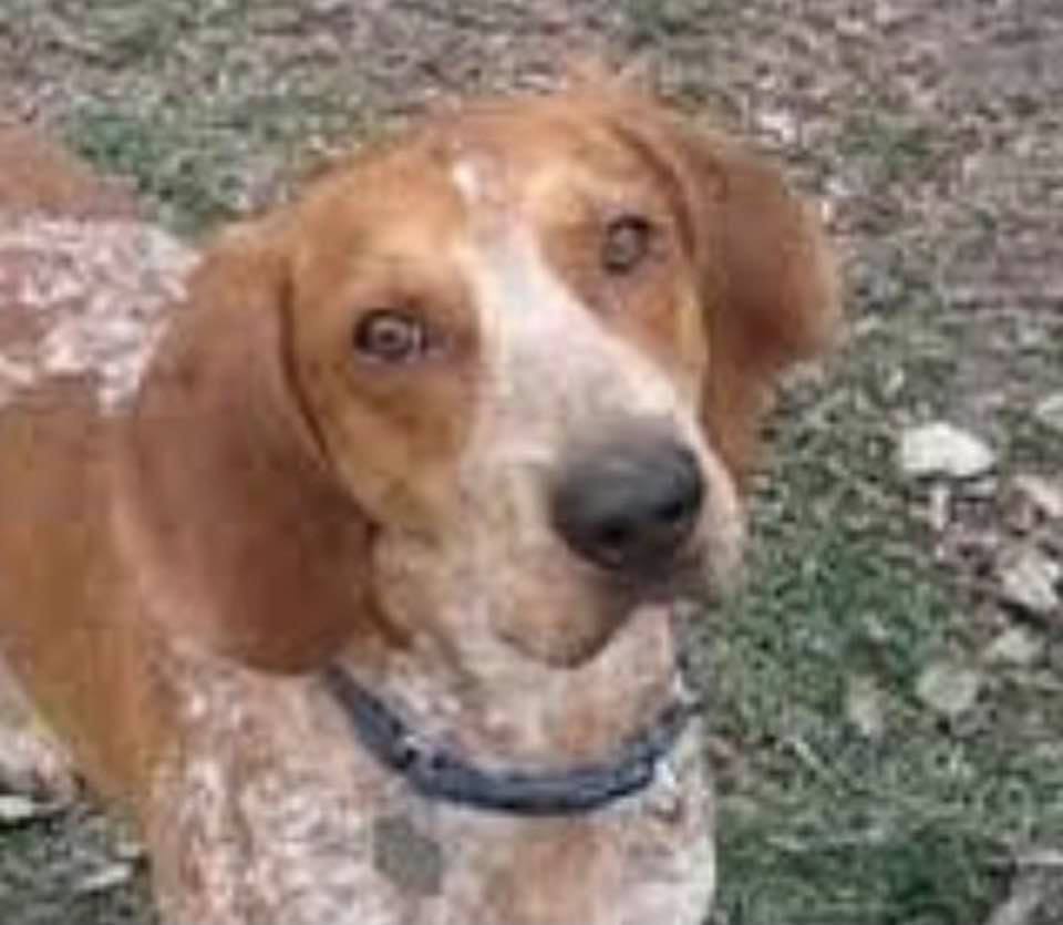 Aspen, an adoptable Coonhound in Indianapolis, IN, 46201 | Photo Image 3