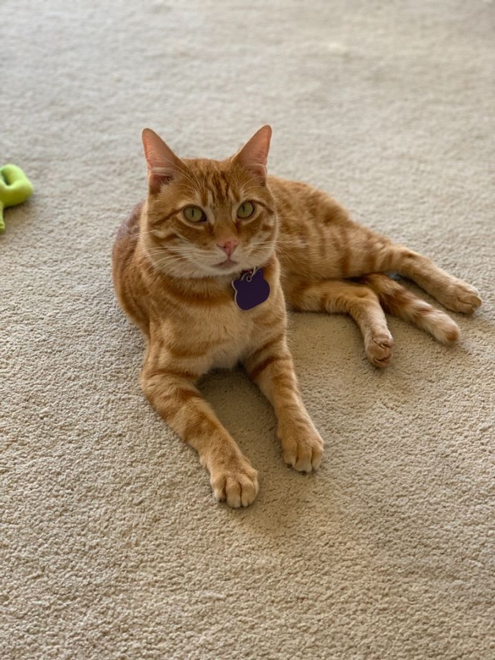 Tony, an adopted Tabby in San Pablo, CA_image-1