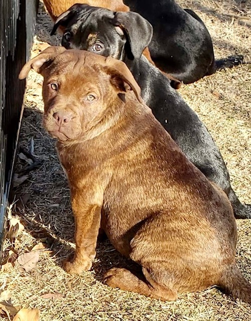 Joe Cali -adoption pending, an adopted English Bulldog & Boston Terrier Mix in Belleville, NJ_image-2