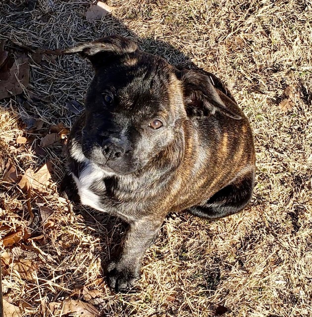 Brindy Cali - adoption pending, an adopted English Bulldog & Boston Terrier Mix in Belleville, NJ_image-2