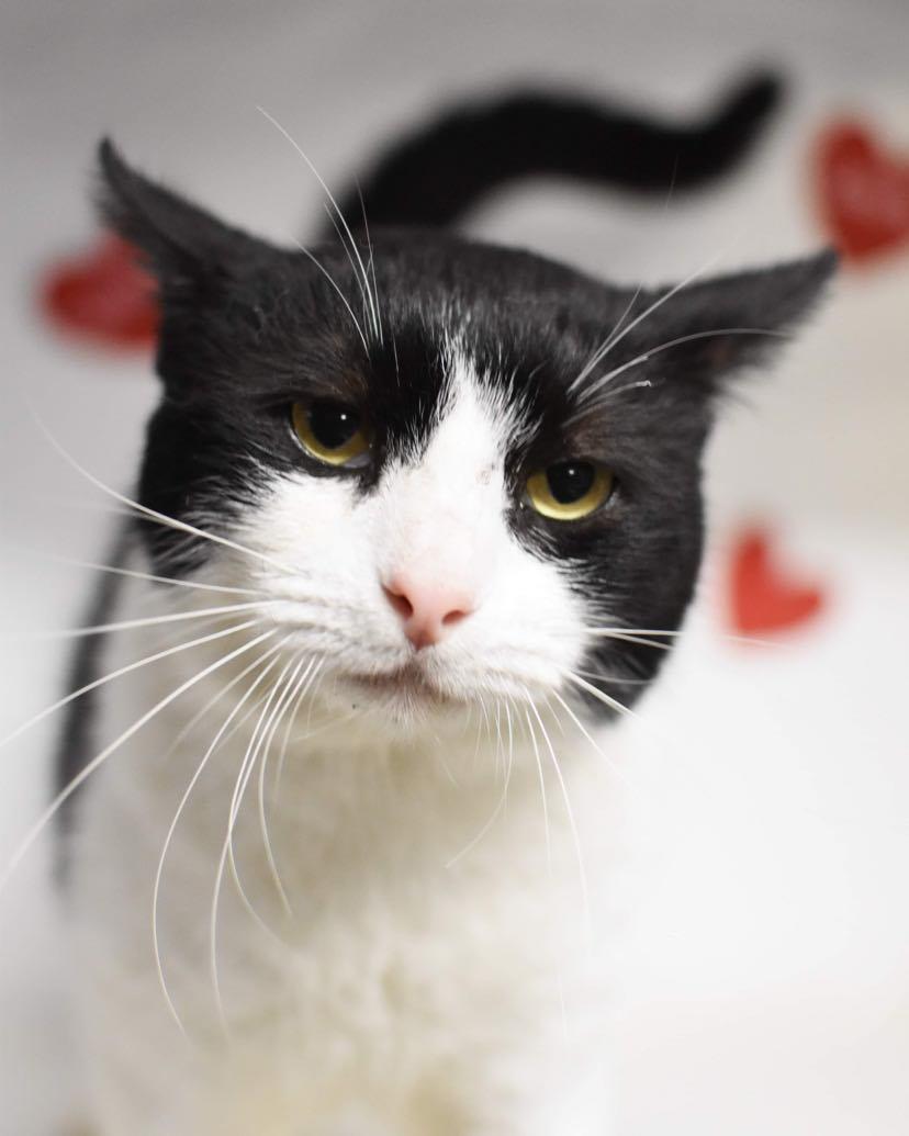 Sylvester Is Simply The Best Fiv Therapy Cat detail page