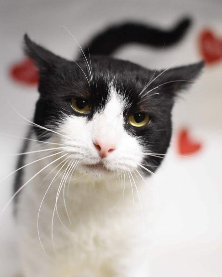 Sylvester is simply THE best - FIV+ THERAPY CAT!! 1