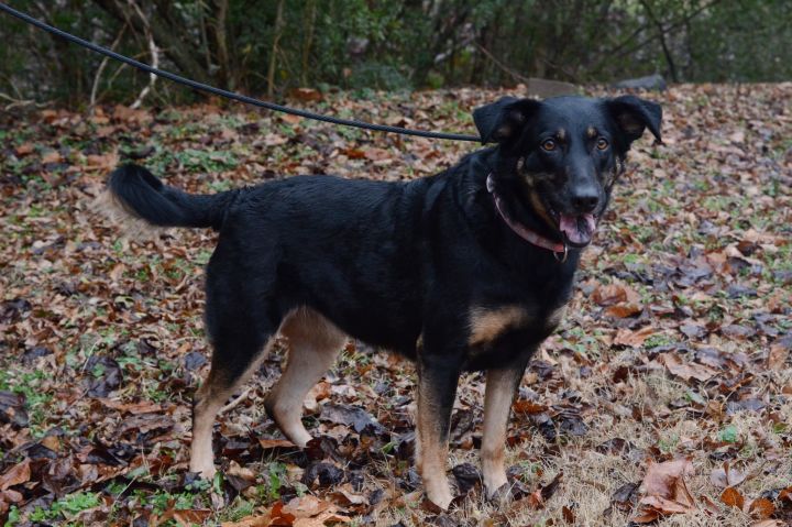 Sadie, an adopted Shepherd & German Shepherd Dog Mix in Cumberland, RI_image-2