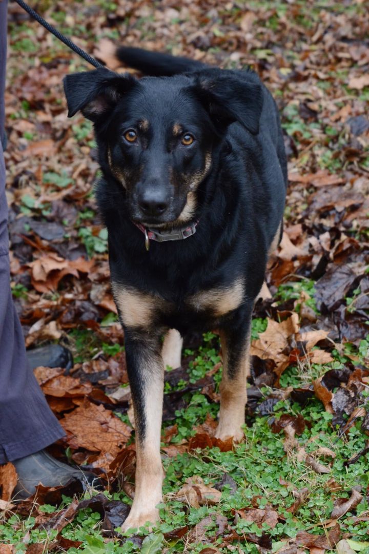 Sadie, an adopted Shepherd & German Shepherd Dog Mix in Cumberland, RI_image-6