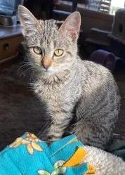 Sweet Adeline, an adopted Tabby in Benicia, CA_image-2
