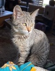 Sweet Adeline, an adopted Tabby in Benicia, CA_image-3