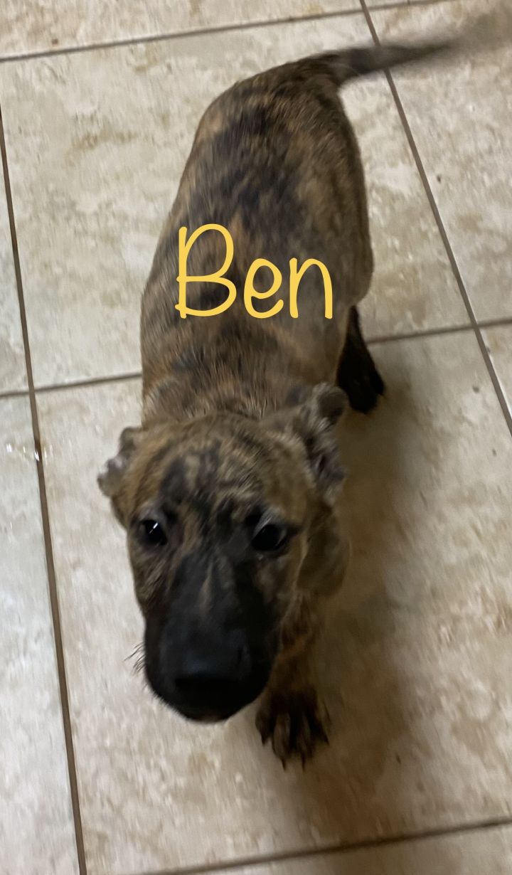Ben! Playful puppy! 5