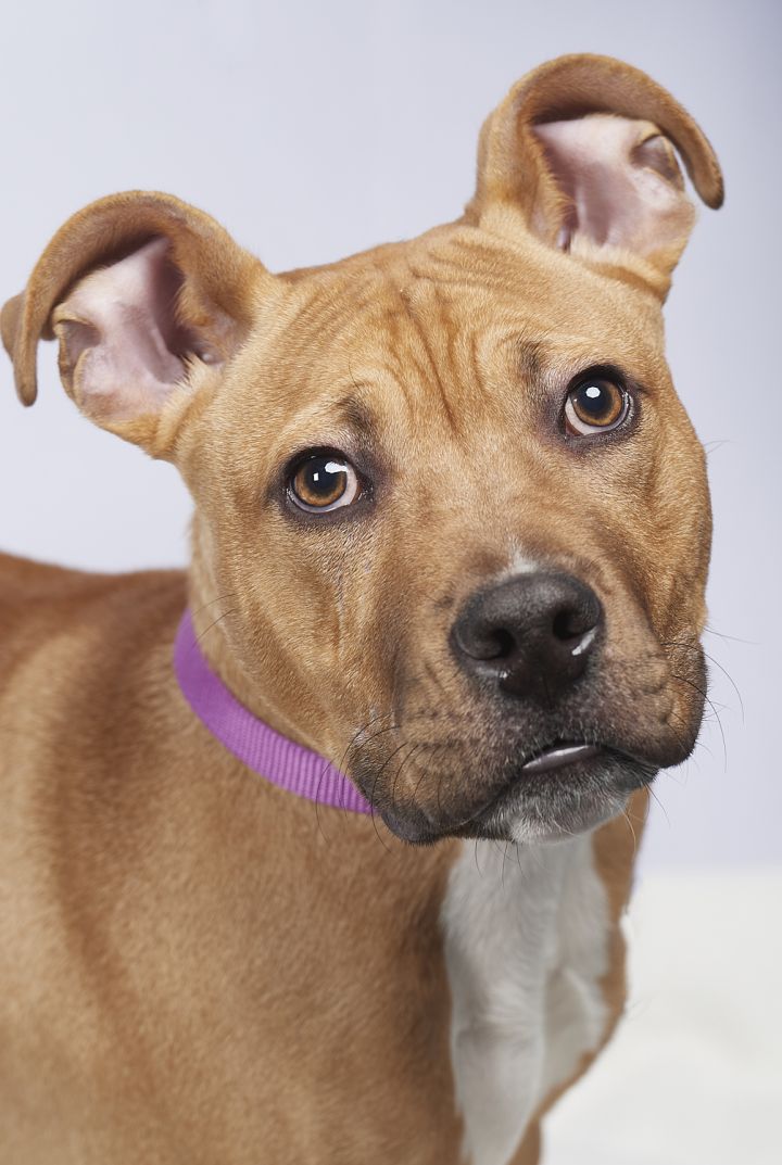Popcorn, an adopted Pit Bull Terrier Mix in Tinley Park, IL_image-1