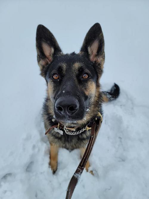 Dog For Adoption Josie May A German Shepherd Dog In Baltimore Md Petfinder