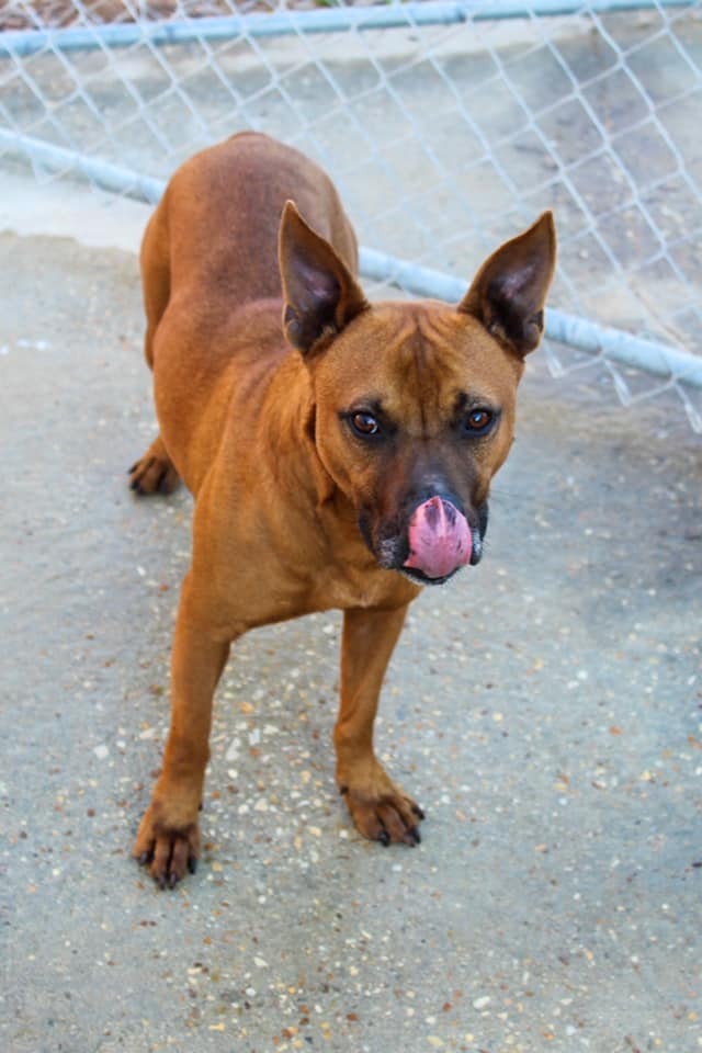 Russell, an adoptable American Bulldog, Labrador Retriever in Troy, AL, 36081 | Photo Image 1