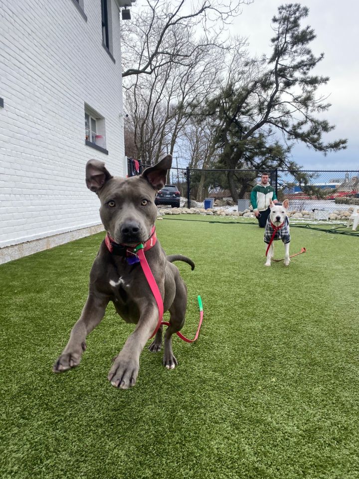 Oleander, an adopted American Staffordshire Terrier in Stamford, CT_image-2