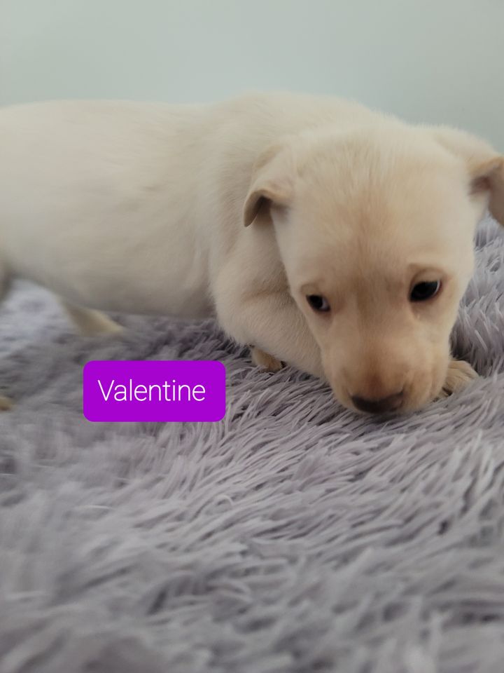 Valentine, an adopted Labrador Retriever Mix in Baldwin, WI_image-1