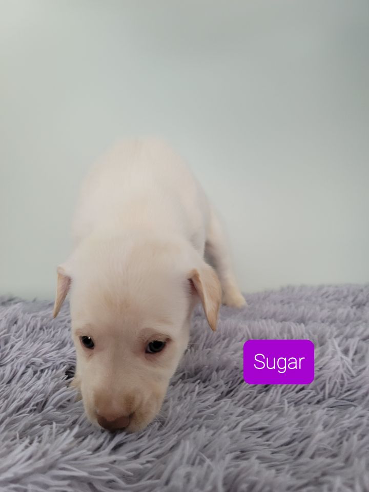 Sugar, an adopted Labrador Retriever Mix in Baldwin, WI_image-1