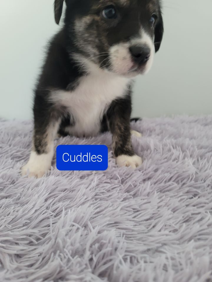 Cuddles, an adopted Labrador Retriever Mix in Baldwin, WI_image-1