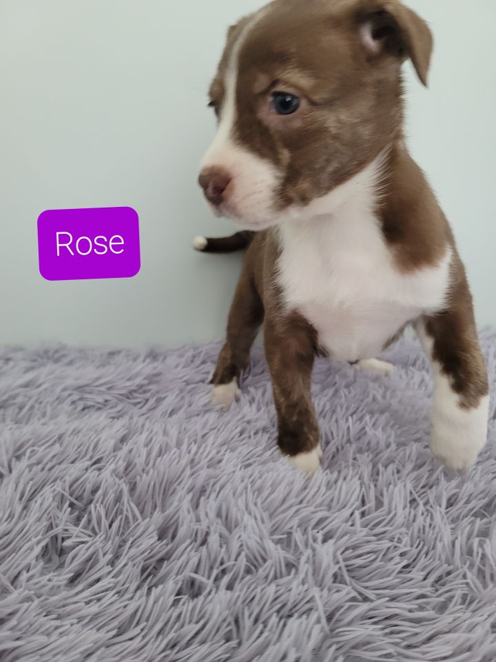 Rose, an adopted Labrador Retriever Mix in Baldwin, WI_image-1