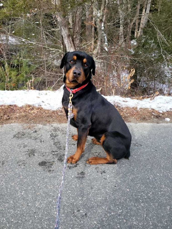 Severus, an adopted Rottweiler in Providence, RI_image-1