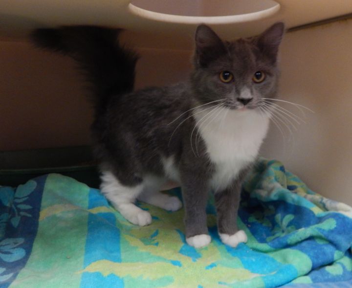 Medea, an adopted Domestic Medium Hair Mix in Columbia, SC_image-4