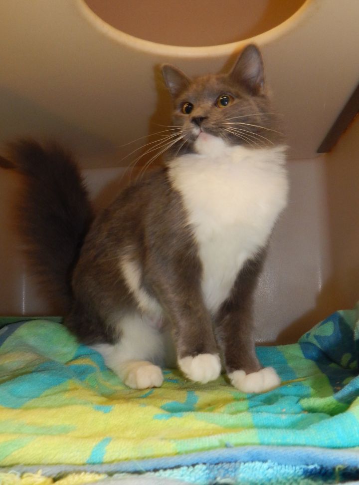 Medea, an adopted Domestic Medium Hair Mix in Columbia, SC_image-5