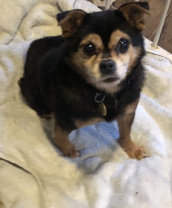 LuLu, an adopted Chihuahua & Pomeranian Mix in Oak Ridge, NJ_image-1