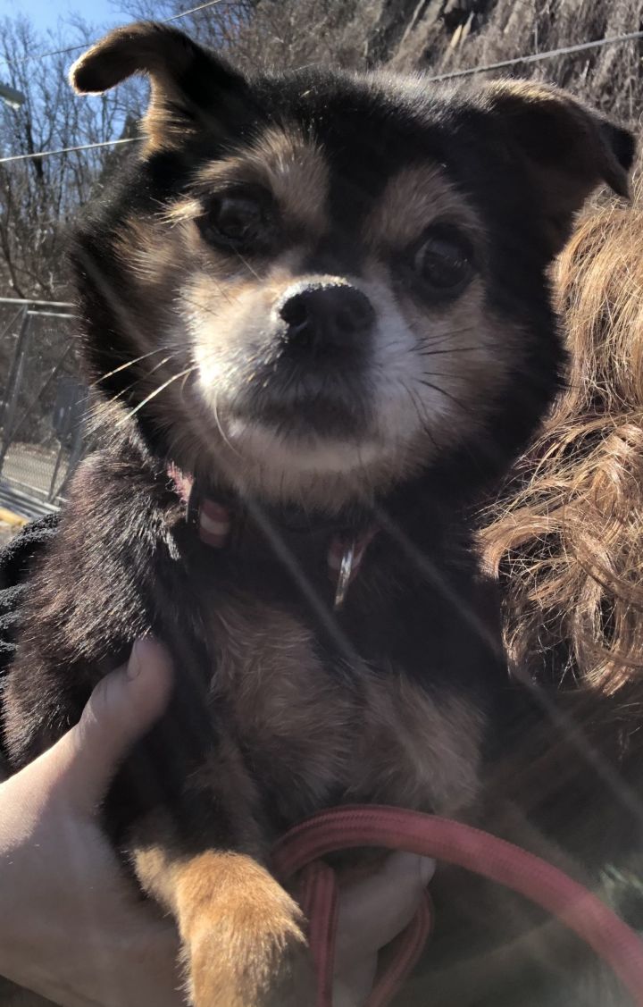 LuLu, an adopted Chihuahua & Pomeranian Mix in Oak Ridge, NJ_image-2