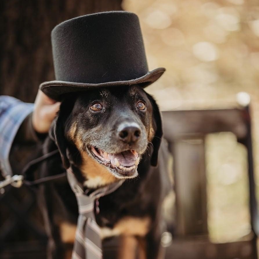 Baron, an adoptable Coonhound in Springfield, MO, 65804 | Photo Image 1