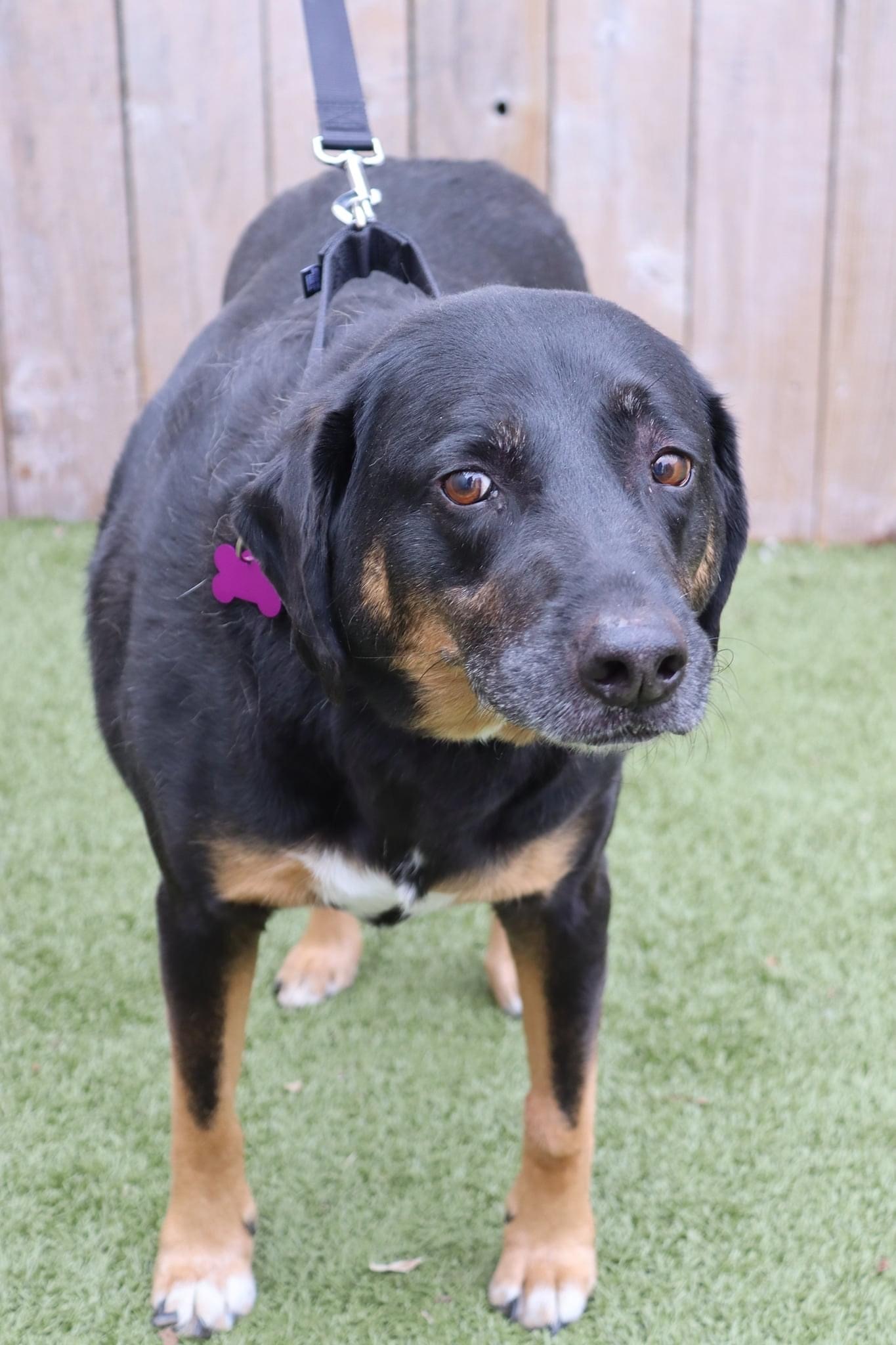 Baron, an adoptable Coonhound in Springfield, MO, 65804 | Photo Image 2