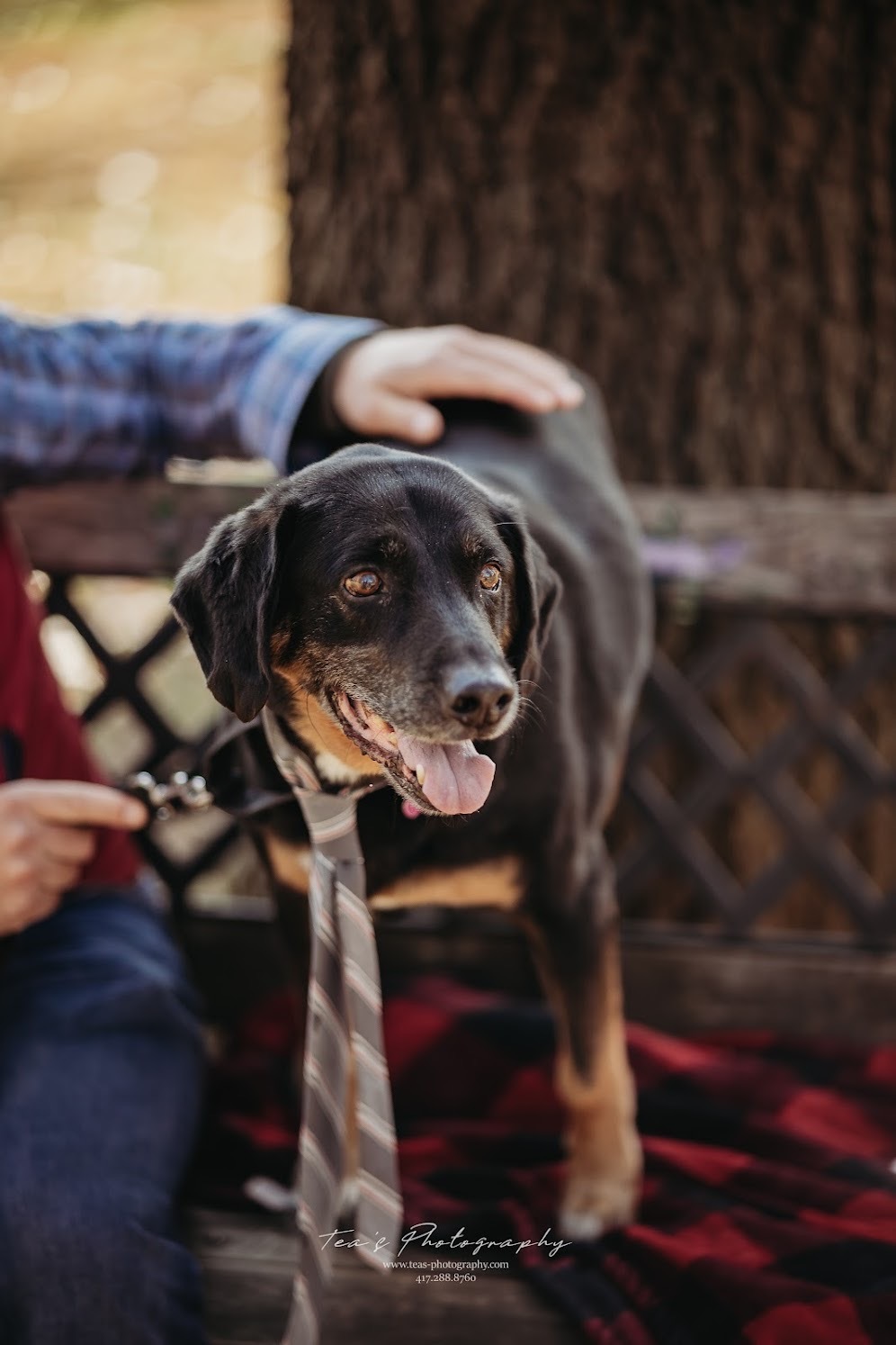 Baron, an adoptable Coonhound in Springfield, MO, 65804 | Photo Image 3